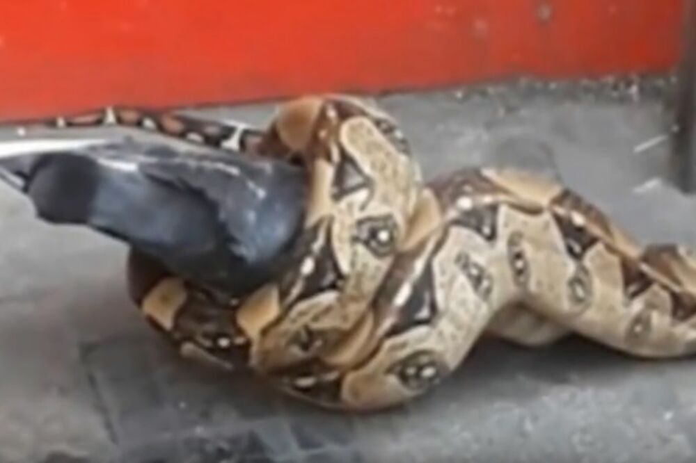 boa London, Foto: Printscreen