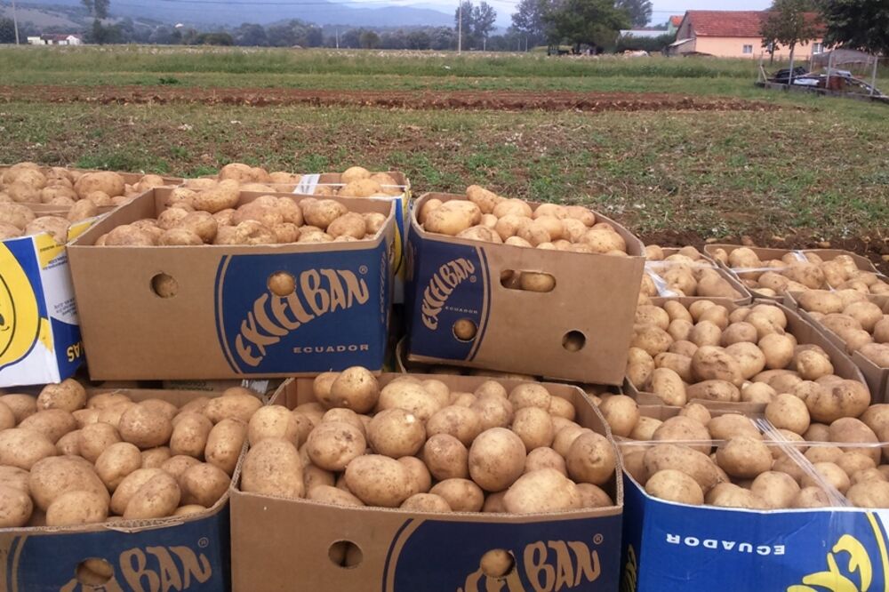 Nikšić krompir, Foto: Svetlana Mandić