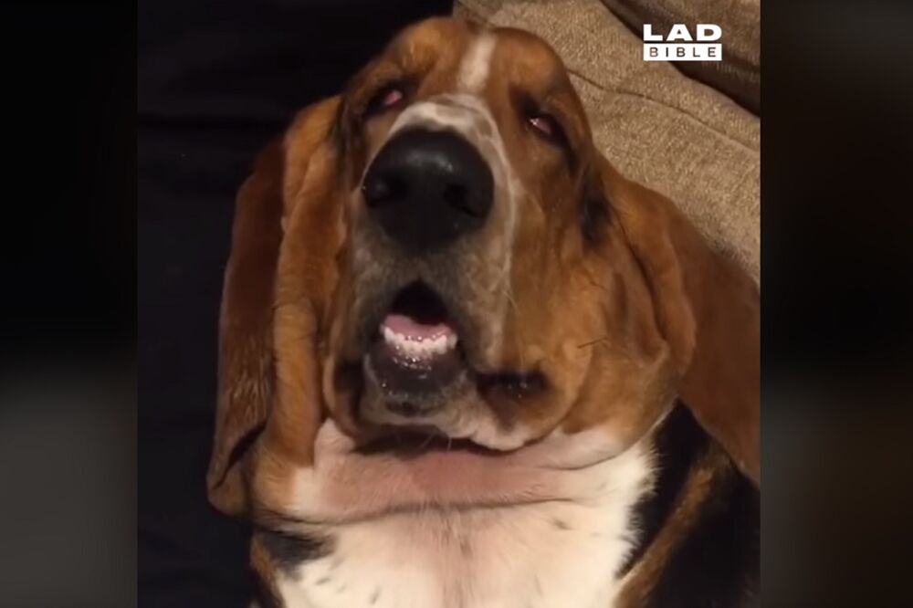 pas, buđenje, Foto: Printscreen