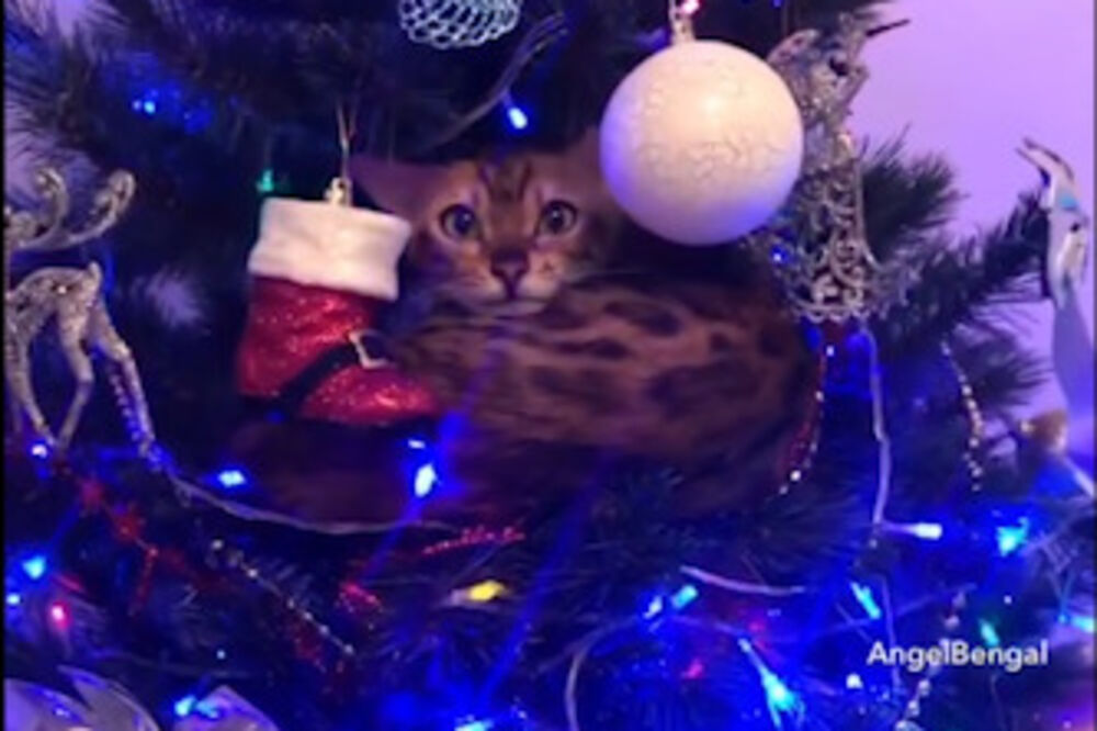 Mačka, Foto: Screenshot