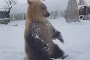 Zimske radosti: Kad medvjed uživa na snijegu