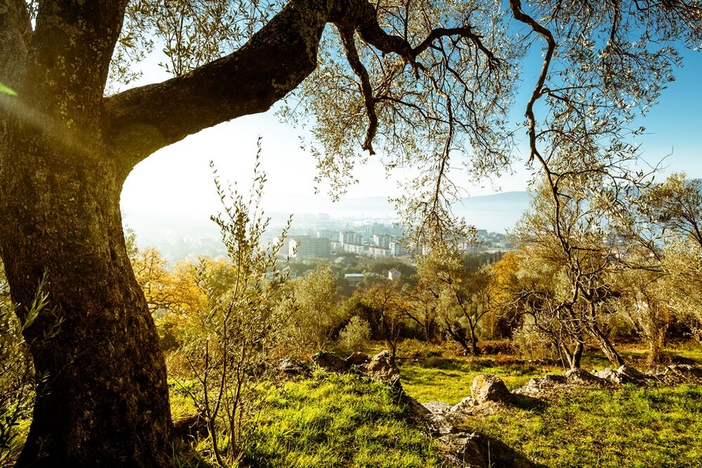 maslinjak, Foto: Miko Đuričić