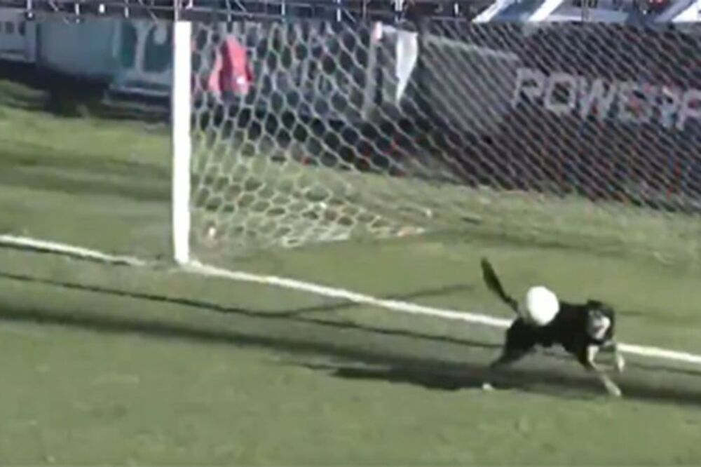 pas, Foto: Printscreen