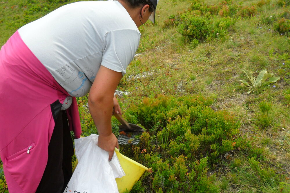 borovnice Kolašin, Foto: Dragana Šćepanović