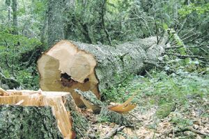 Krivična prijava protiv čuvara šume: Puštao da bespravno sjeku...