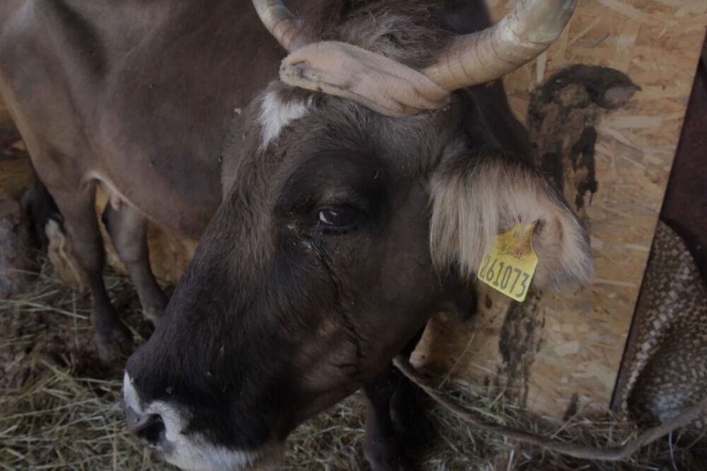 Penka, Foto: Printscreen