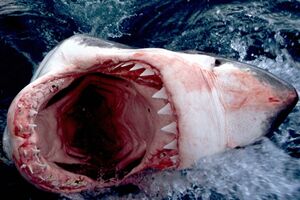 Zastrašujući video: Velika bijela ajkula skokom na čamac umalo...