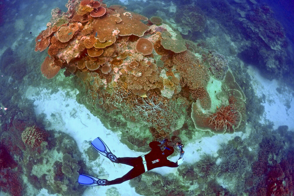 Veliki koralni greben, Foto: Reuters
