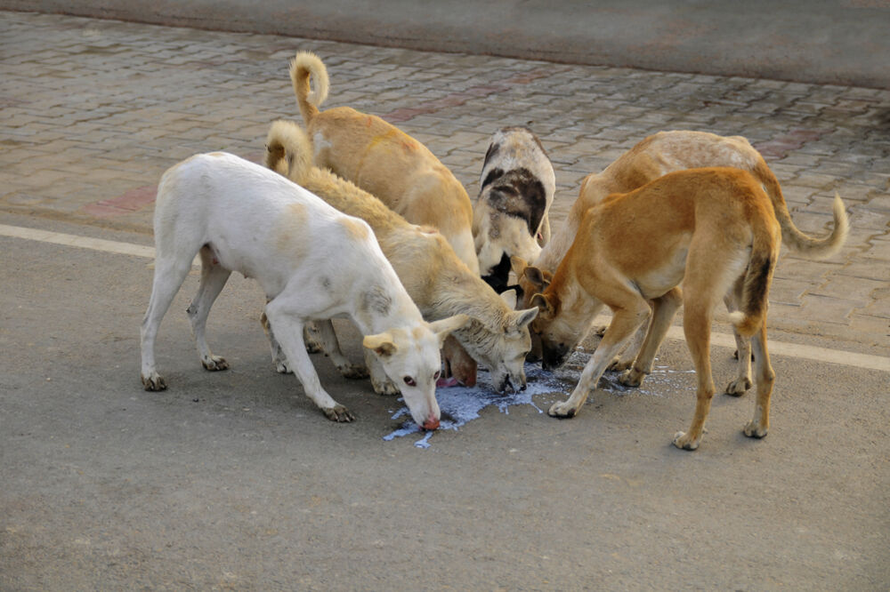 psi lutalice, Foto: Shutterstock.com
