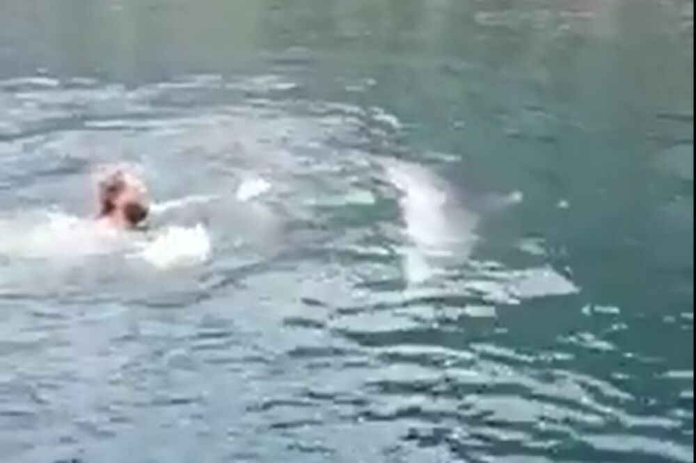 delfin, Foto: Printscreen