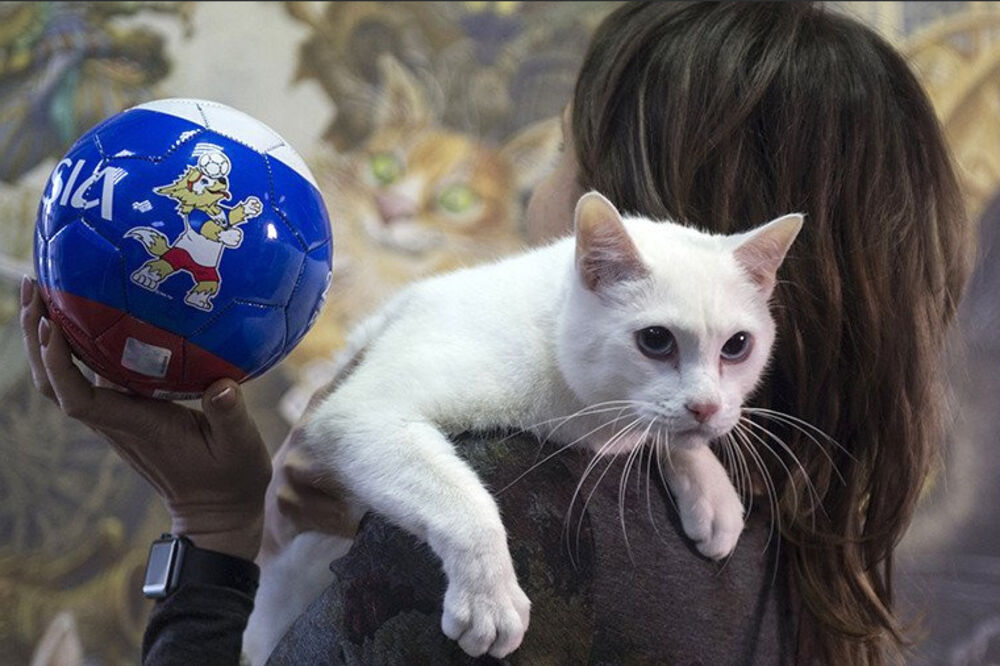 Mačak Ahil, Foto: Twitter