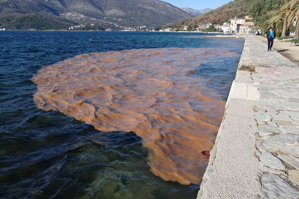 Blato u moru, Tivat, Foto: Siniša Luković