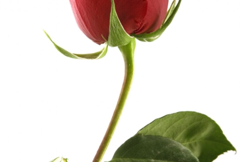 ruža, Foto: Shutterstock.com