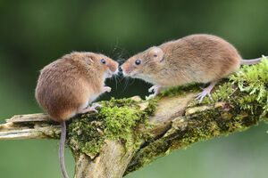 Romantični miševi zavode pjesmom