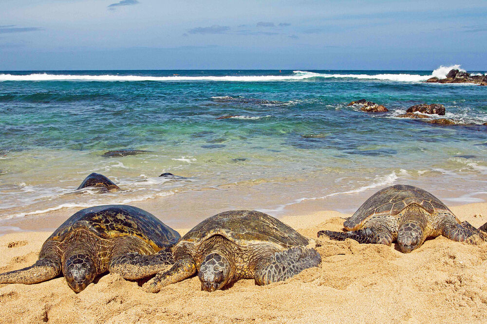 morske kornjače, Foto: Shutterstock