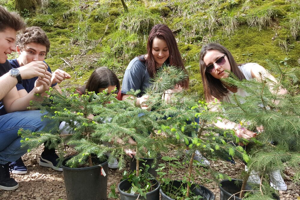 Peani pošumljavanje, Foto: Siniša Luković