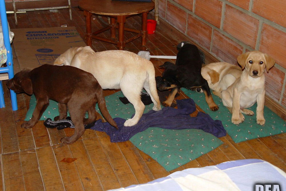 štenad droga, Foto: Reuters