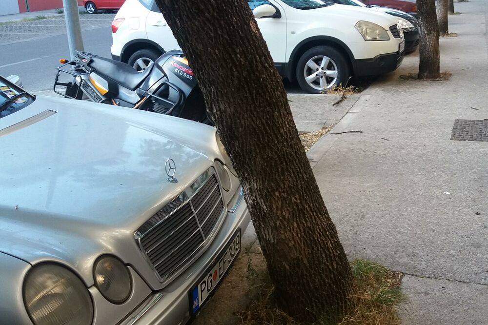 parking krivo drvo, Foto: Privatna arhiva