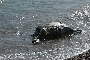 Uginula životinja u moru na Slovenskoj plaži