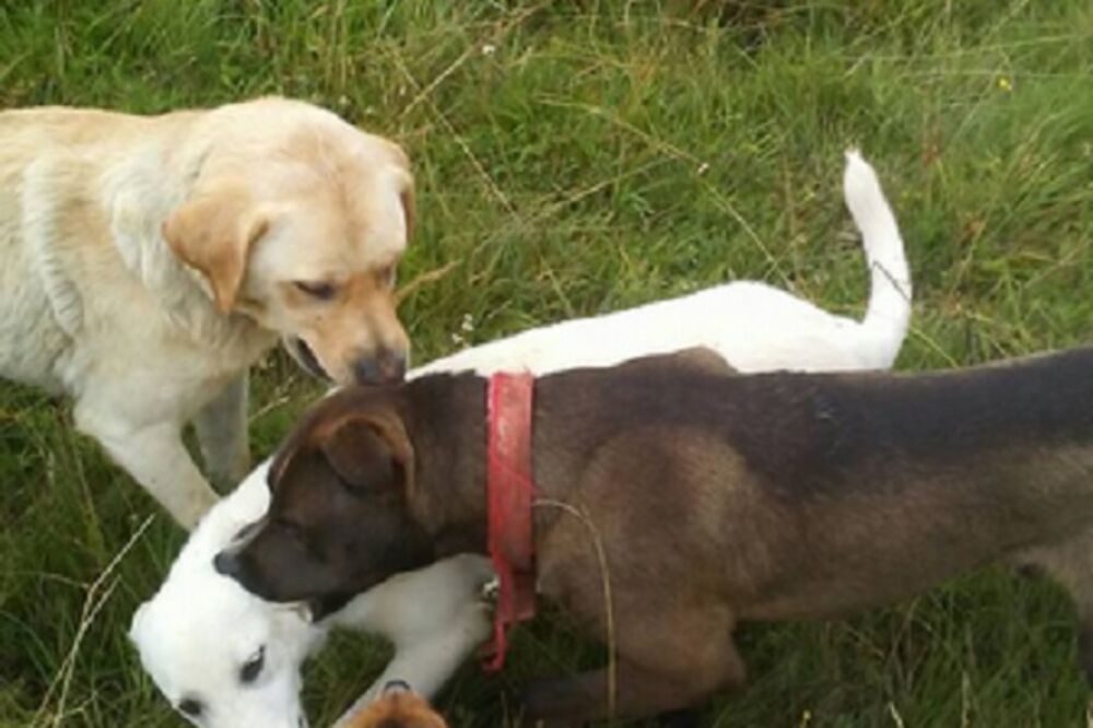 psi Ječmenica, Foto: Goran Malidžan