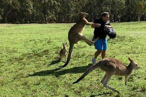 Turisti često ne poštuju upozorenja: Susret sa kengurom može biti...