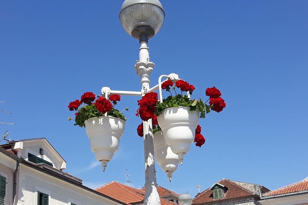 cvijeće herceg novi, Foto: Opština Herceg Novi