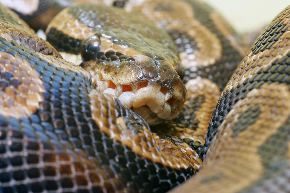 Piton zmija, Foto: Shutterstock