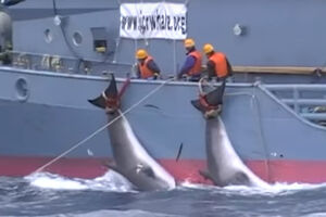 Japanci ubili 122 trudne ženke kitova zbog "naučnog istraživanja"