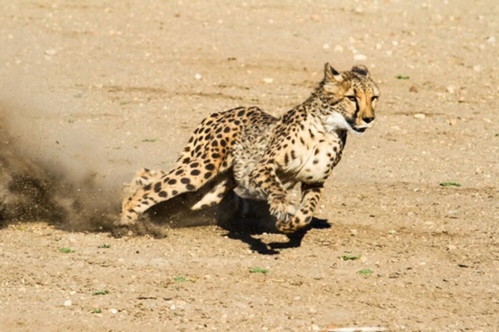 Ilustracija, Foto: Shutterstock