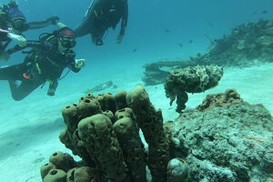 Može li ko bolje da se kamuflira?