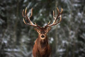 Krivolovac zbog ubijanja jelena mora da gleda "Bambi" jednom...
