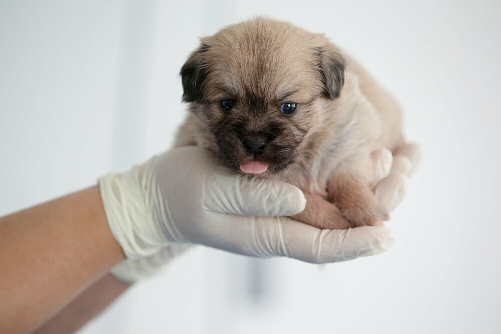 Prvi klonirani pas u Kini: Đus, Foto: Reuters