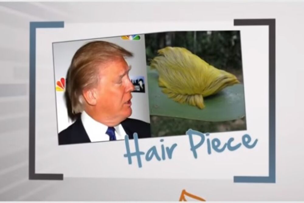 Donald Tramp i Dermophis donaldtrumpi, Foto: Screenshot/Youtube