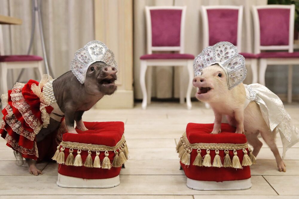 Sa prezentacije mini-svinja u gradu Balašiha, Foto: Reuters