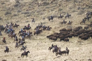 VIDEO PRIČA: Kad kauboji vode krdo bizona na sistematski pregled