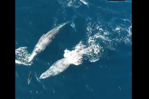 Razigrana družina: Evo kako izgleda kad se sretnu kitovi i delfini