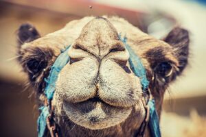 Jedna od najsiromašnijih opština u Srbiji kupuje kamile