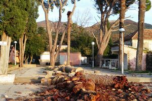 Vlasnici dužni da tokom zime unište zaražene palme