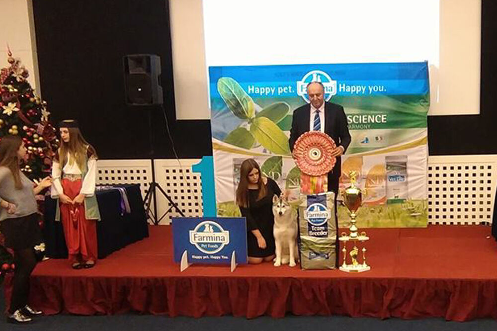 Sibirski haski najuspješniji u 2018. godini, Foto: Radomir Petrić