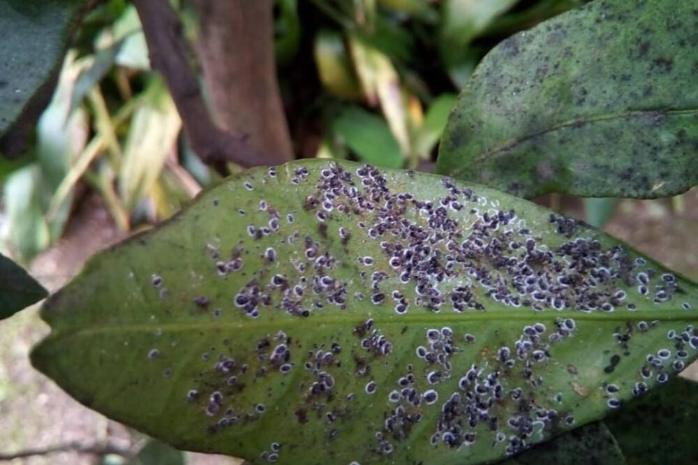 Izaziva sušenje biljke, Foto: Privatna arhiva