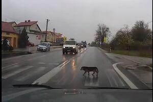 Ovaj pas zna kako se prelazi ulica