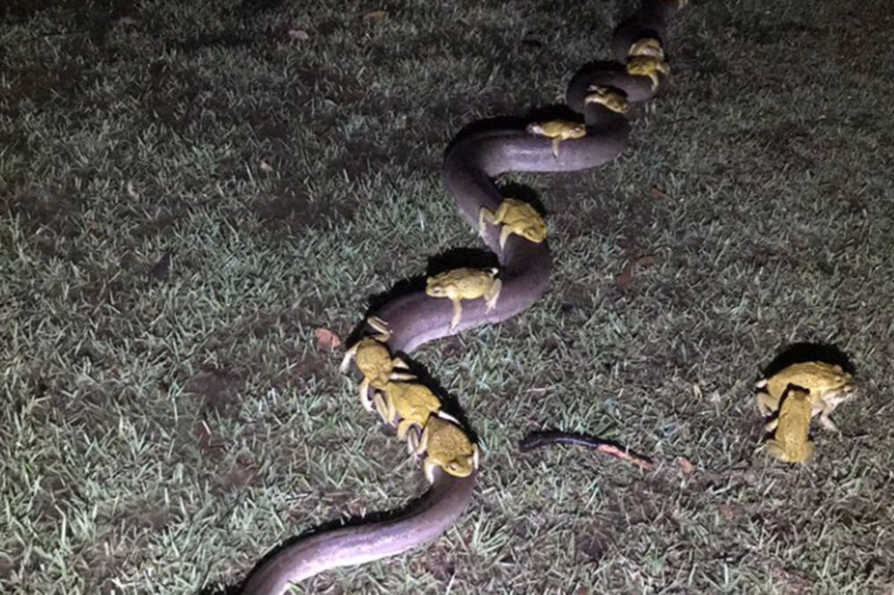 Žabe na leđima pitona, Foto: Twitter.com