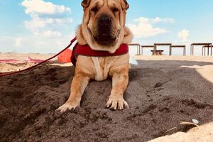 Podgorica: Pas ukraden iz veterinarske ambulante?