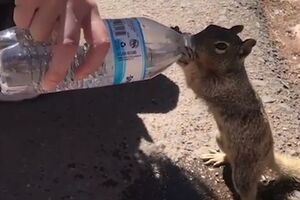 Najslađe za danas: Kad se žedna vjeverica domogne vode