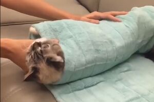 Jedna slatka palačinka, molim