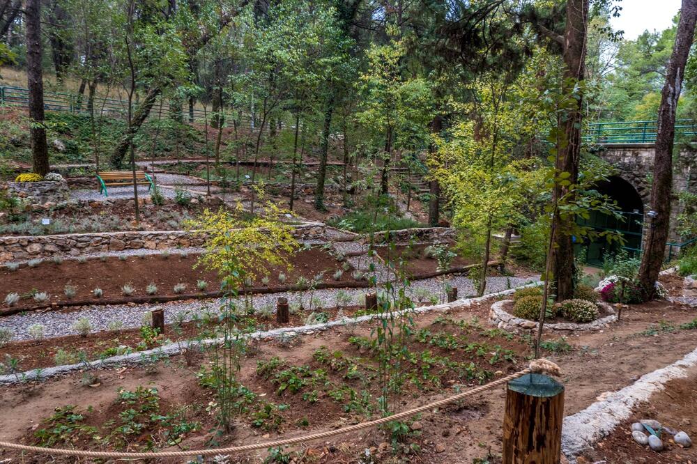 Posađene autohtone vrste, Foto: Privatna arhiva