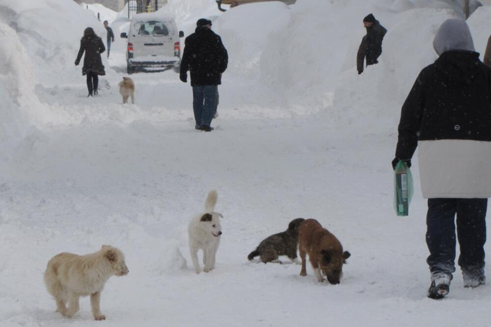 Psi lutalice su veliki problem, Foto: Arhiva Vijesti
