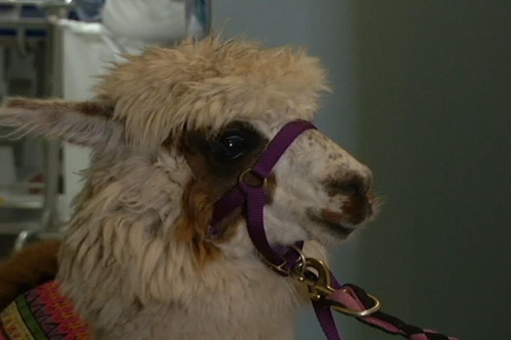 Alpaka, Foto: Screenshot