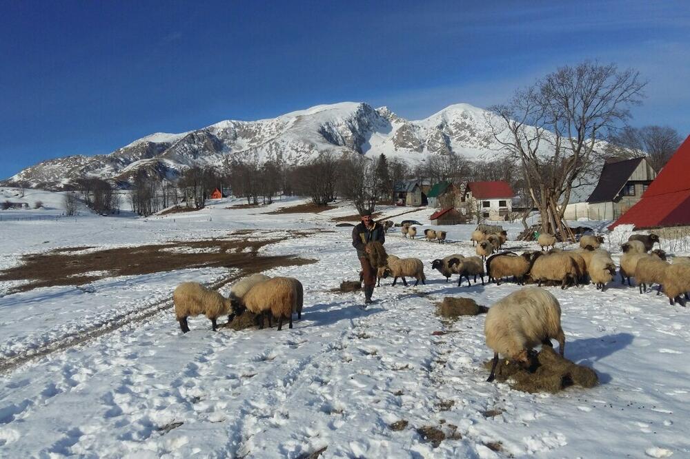 ovce Durmitor, Foto: Obrad Pješivac