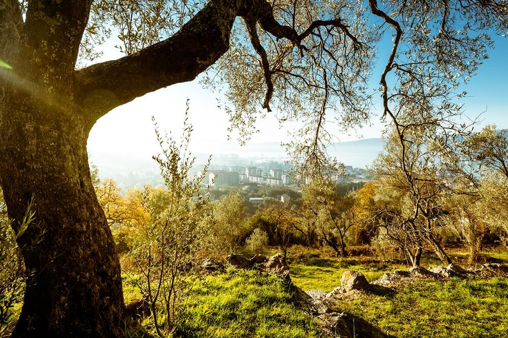 maslinjak, Foto: Miko Đuričić